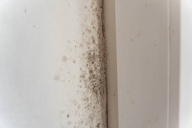 Best Emergency Mold Remediation  in USA